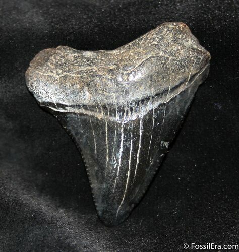 Small / Inch Megalodon Tooth #1055